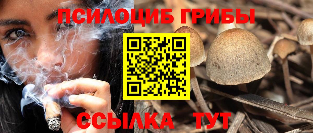 Псилоцибиновые грибы Psilocybe Мытищи